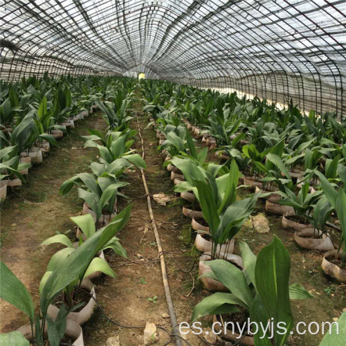 Rábano laberinto zona de riego por goteo plantación